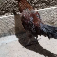 جوجه خروس
