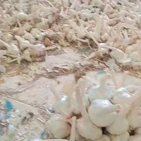 سیر خشک