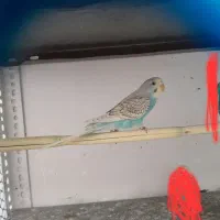 جوجه مرغ عشق
