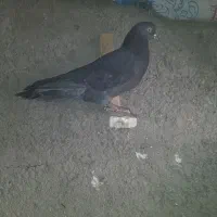 کبوتر پرشی