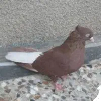 دم سفید سرخ