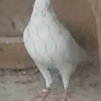 کفتر یا کبوتر