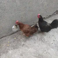 دو تا مرغ محلی خیلی درشت عالی