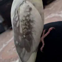 عروس هلندی گمشده
