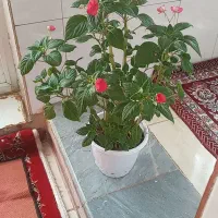 گل حنای کمیاب،خاستین شاخه ای ازگلهاهم میفروشم