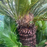 دو عدد سیکاس تنه دار بزرگ زمینی