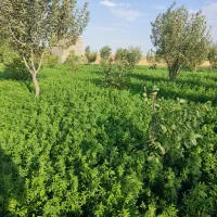 یونجه|گل و گیاه طبیعی|بزینه رود, |دیوار