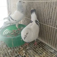 کفتر