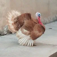 بوقلمون چاق جوان
