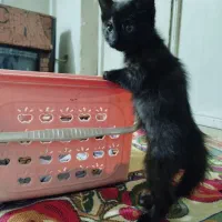بچه گربه