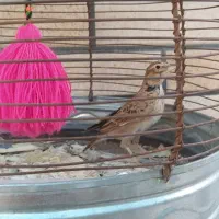 سره . خا ک .ی