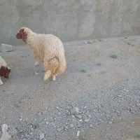 بره نر برای داشت حرف نداره