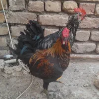 خروس|حیوانات مزرعه|آران و بیدگل, |دیوار
