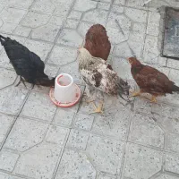 جوجه مرغ و خروس