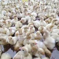 بوقلمون بیوتی6و9پاور جوجه.نیمچه