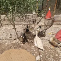 فروش مرغ ، جوجه گلپایگانی
