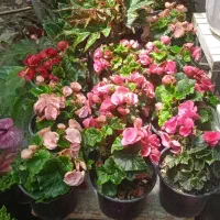 بار جدید گل رسید گلخانه محمودی