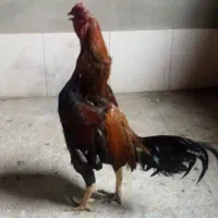 خروس اوشامو سیاه پشت آتشی باکفتر پرشی میزنم