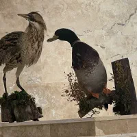 پرنده|مجسمه، تندیس، ماکت|رفسنجان, |دیوار
