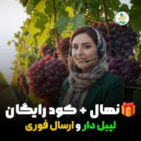 فروش نهال انگور مناسب احداث باغ با شرایط طلایی