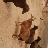 میش داشتی.