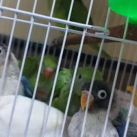 مرغ عشق رینبو عروس هلندی کوتوله گرینچیک ملنگو