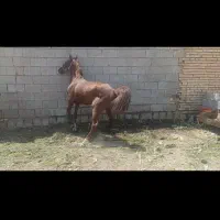 نریون سواری دار