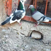 کفتر|پرنده|ملارد, |دیوار
