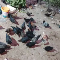 مرغ و خروس 7 ماهه