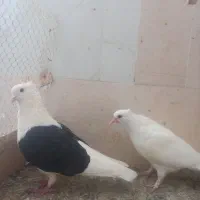 پشت سیاآتیشی نر