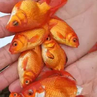 ماهی قرمز طعمه اردک ماهی