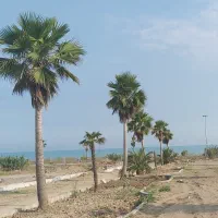 فروش پالم ۶ متری