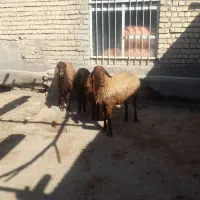 دو راس میش بره دار بره هابزرگ