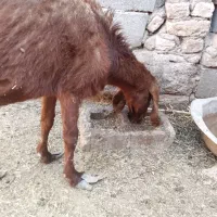 بزرشتی|حیوانات مزرعه|بم, |دیوار