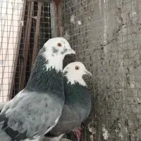 کبوتر پرشی