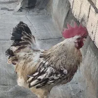 فروش خروس