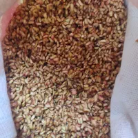 انازدونه تمیز