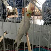 عروس هلندی نر