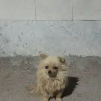 هماهنگی وکشش سگ پامرین