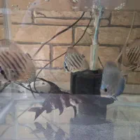 پوزه خرگوشی و دیسکس
