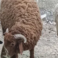بره نر