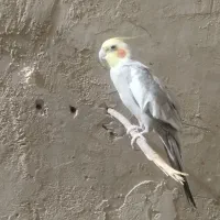 عروس هلندی نر