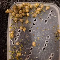 حلزون آچاتینا