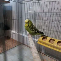 مرغ عشق هلندی