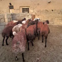 میش چاق