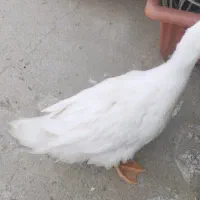 اردک