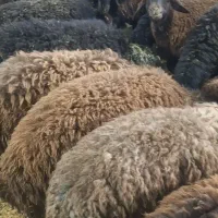 فروش ۱۲۰ راس بره نر چاق افشار
