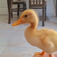 2 تا جوجه اردک شیطون بلا