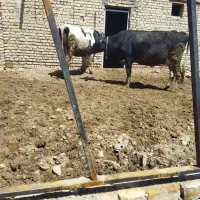 فروش دو راس گاو شیری شکم یک