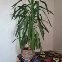 گل طبیعی شاداب
